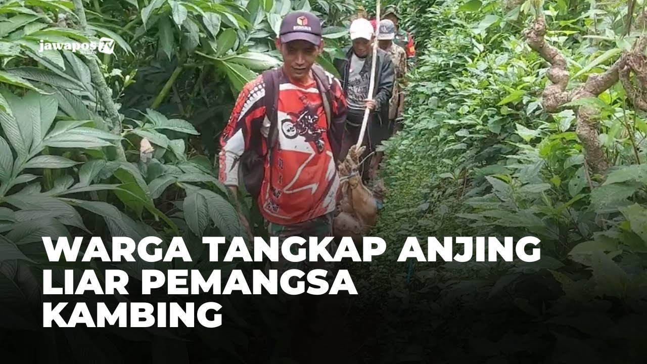 MADIUN - Warga Tangkap Anjing Liar Pemangsa Kambing