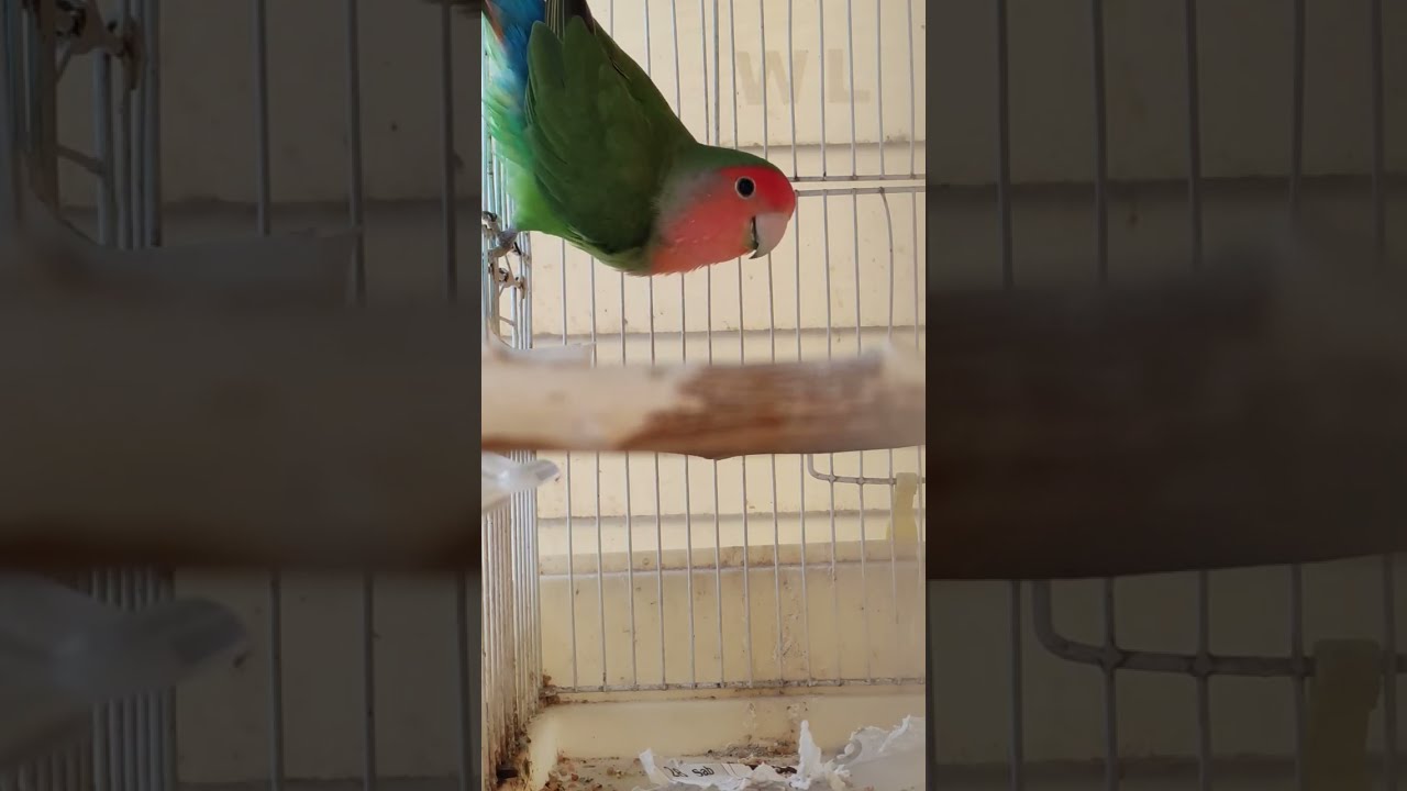Canto pappagallo inseparabile allevato a mano maschio