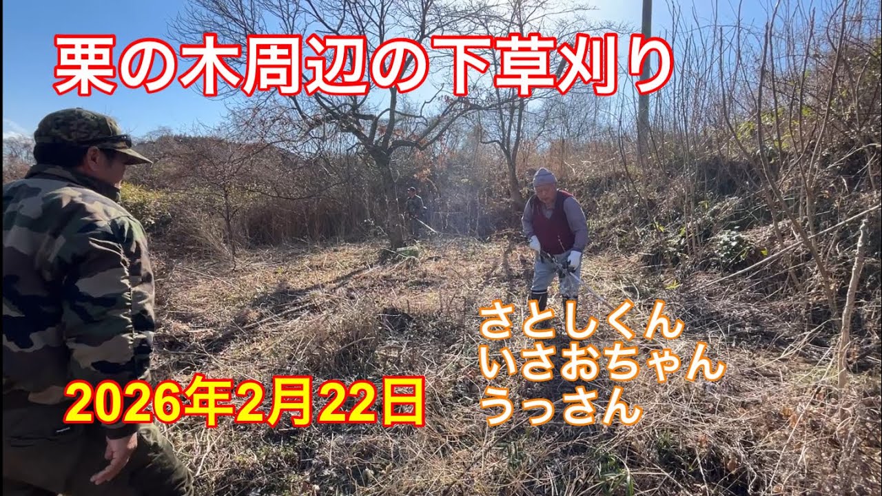 栗の木周辺の枯草刈り