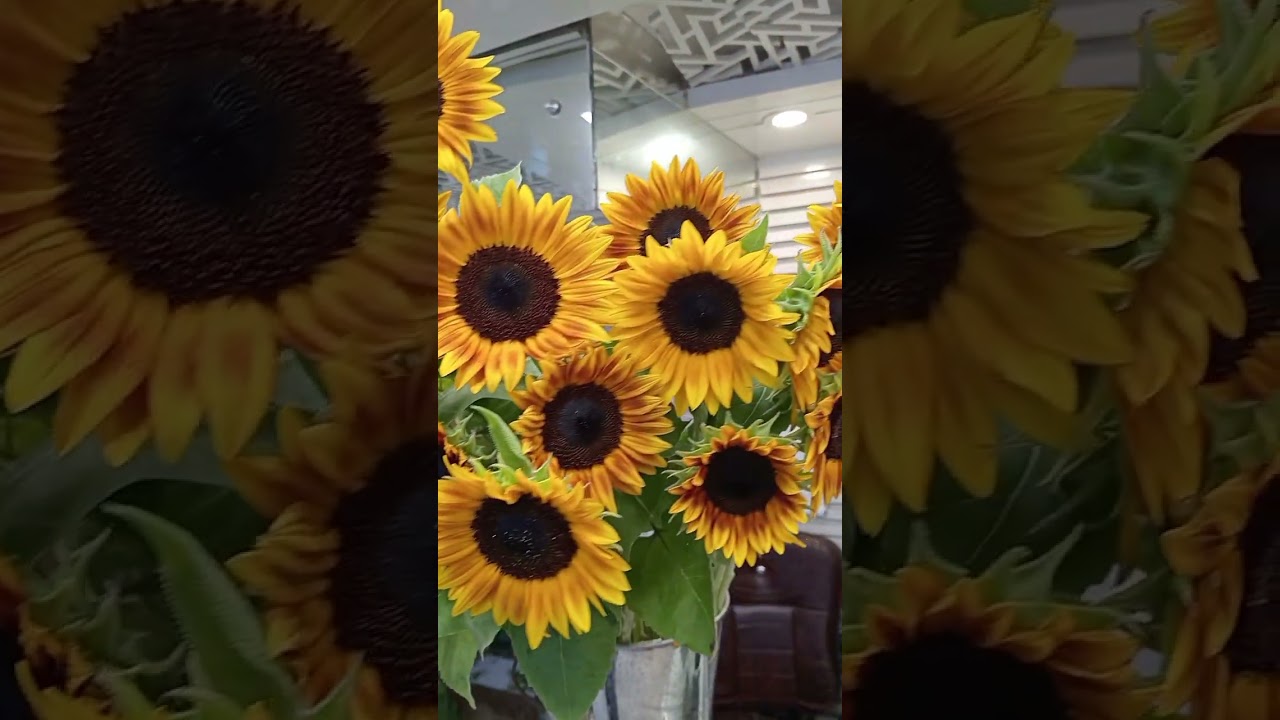 sunflower 🌻🌻 #officialsong #cholnasujonsong #cholnasujon #sad #sadromantic