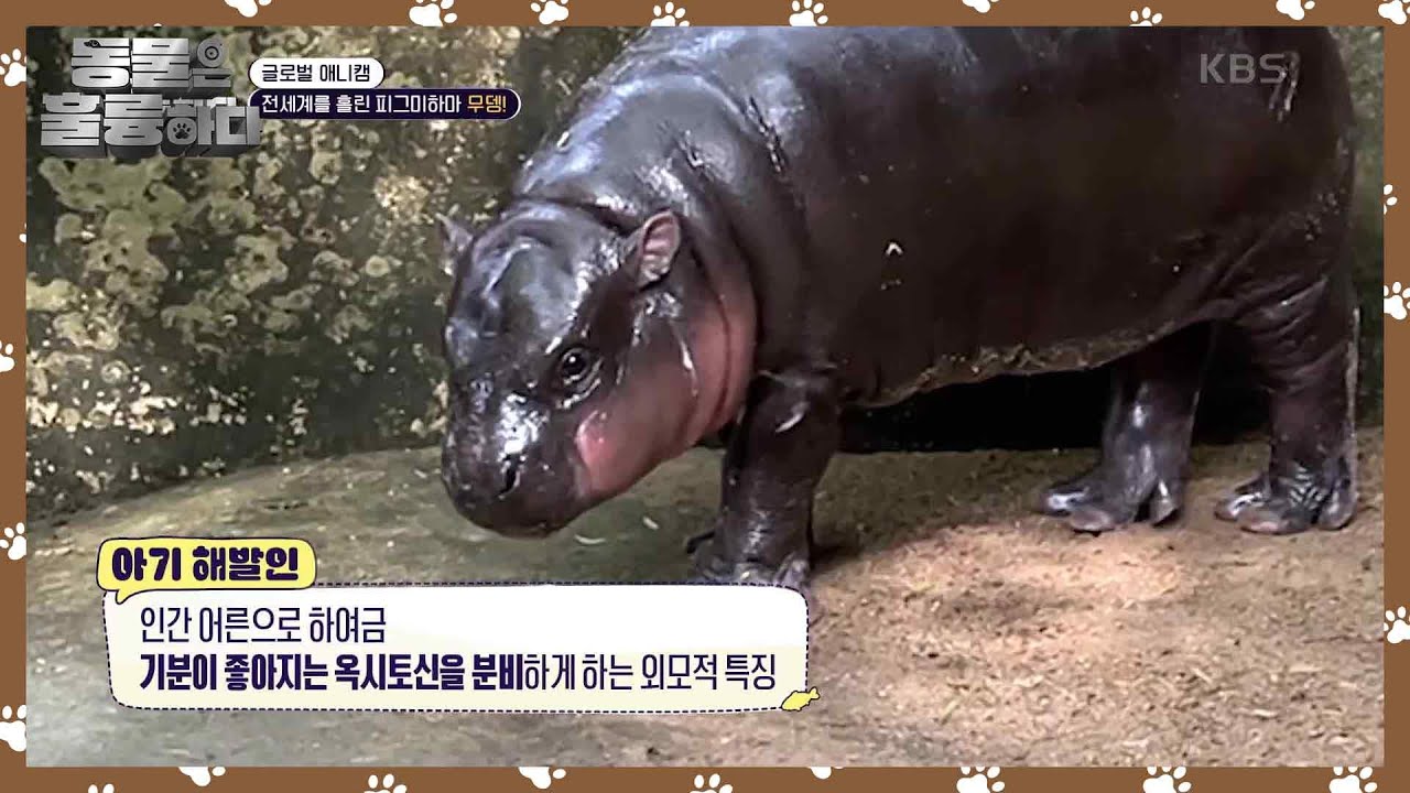 전세계를 홀린 피그미하마 무뎅! [동물은 훌륭하다] | KBS 241209 방송