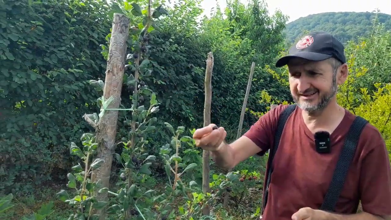 Agrise   diverse soiuri delicioase