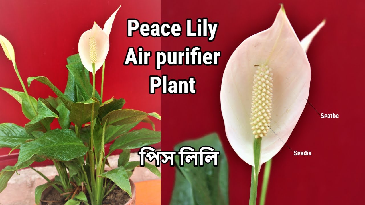 পিস লিলি গাছের সম্পূর্ণ পরিচর্যা || Peace Lily - Air purifier Plant care tips || Best indoor plant