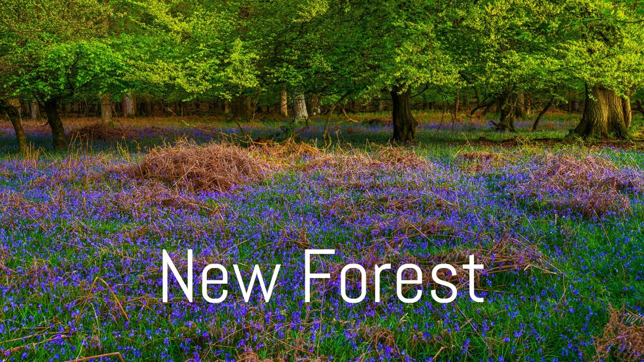 Hiking in the New Forest National Park | Bluebells | Tall Trees Trail | Knightwood Oak
