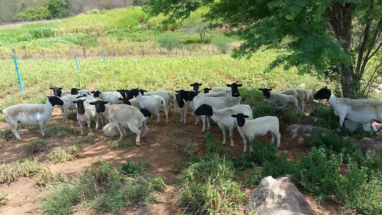 FUI CONHECER UMA CRIAÇÃO DE OVINOS DORPER NO CARIRI PARAIBANO EM CATURITE 