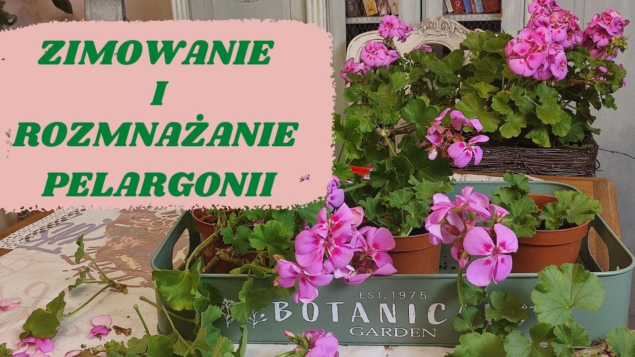 Jak przechowuję  i pozyskuję nowe sadzonki pelargonii