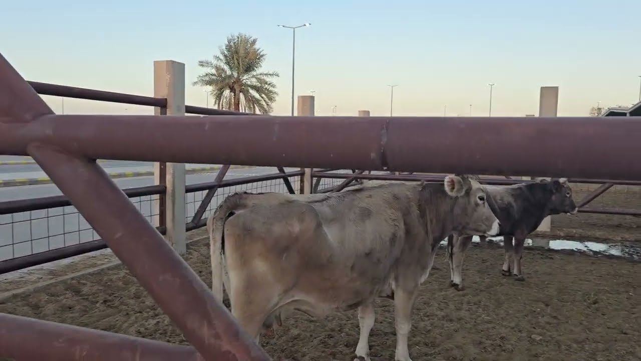 Мол бозори шаҳри бурейда 🇸🇦