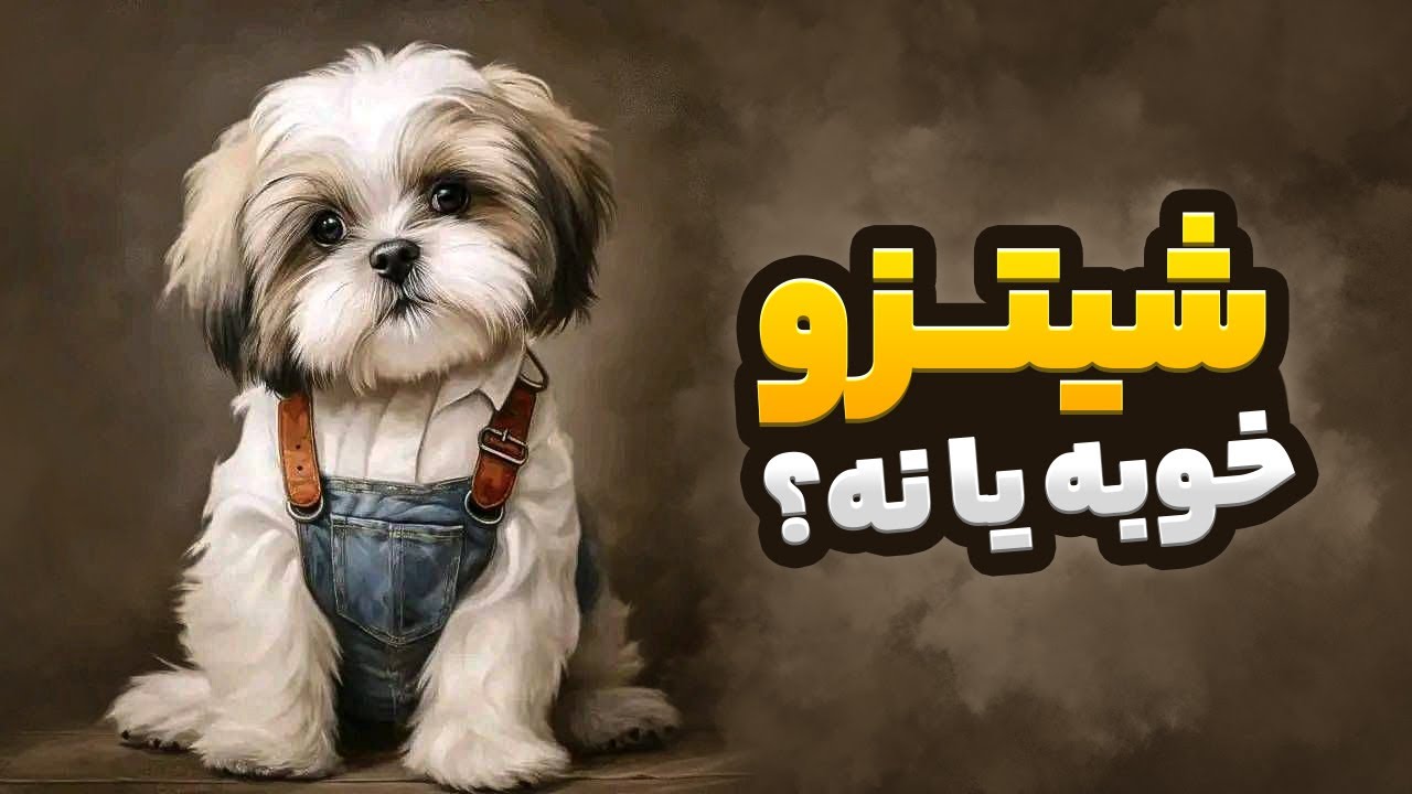 معرفی سگ شیتزو 🔥 همه چیز درباره سگ شیتزو Shih Tzu