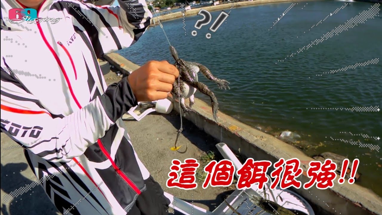 這個餌很強!!原來百頭愛這味...一隻青蛙拉個幾十尾龍膽石斑不是問題,太好用了 2025/10/ 台灣69J釣魚俱樂部(69J Fishing Club)