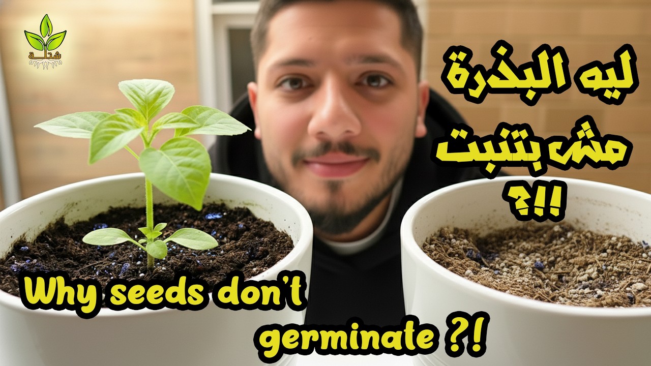 ليه البذرة مبتنبتش؟ أسباب فشل إنبات البذور | Why Seeds Don&rsquo;t Germinate