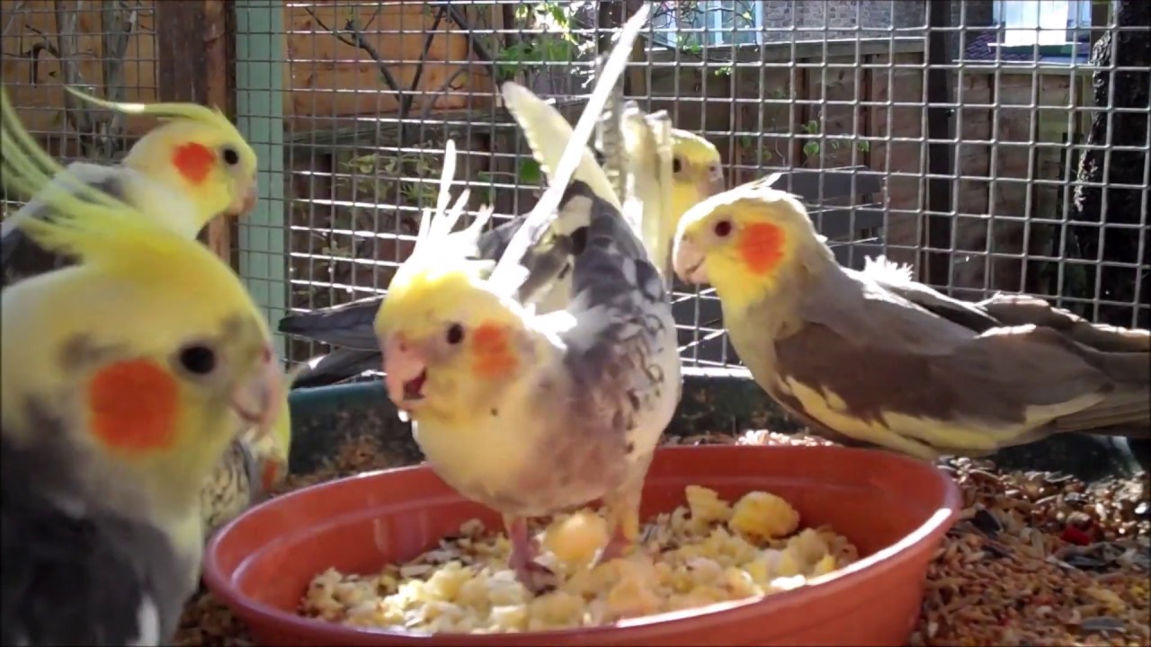 Cockatiels Feeding Time : Scrambled Eggs