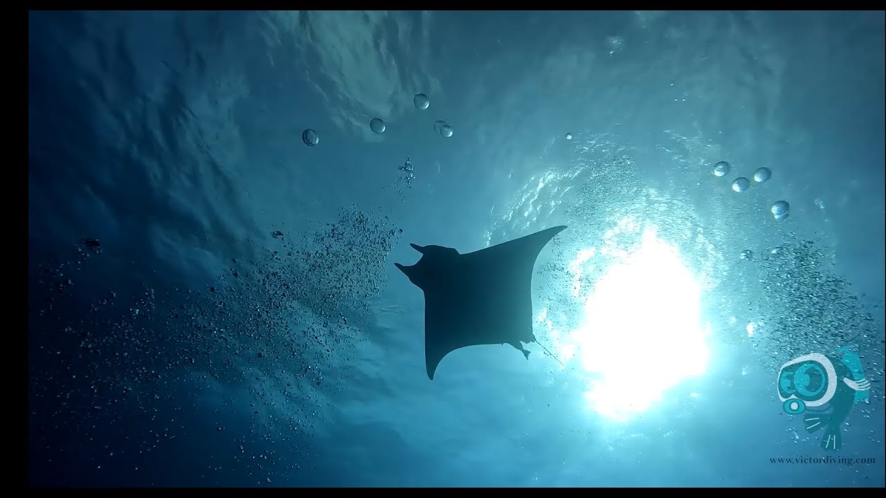 Buceo en Portugal - Islas Azores ( Santa Maria ) - 09/10/2023 - ( www.victordiving.com )