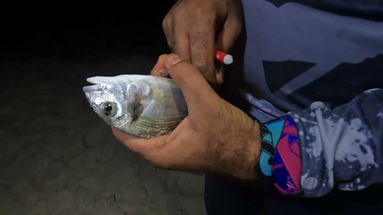 Sortie de pêche à Korba- Zoriat - Surfcasting 2025