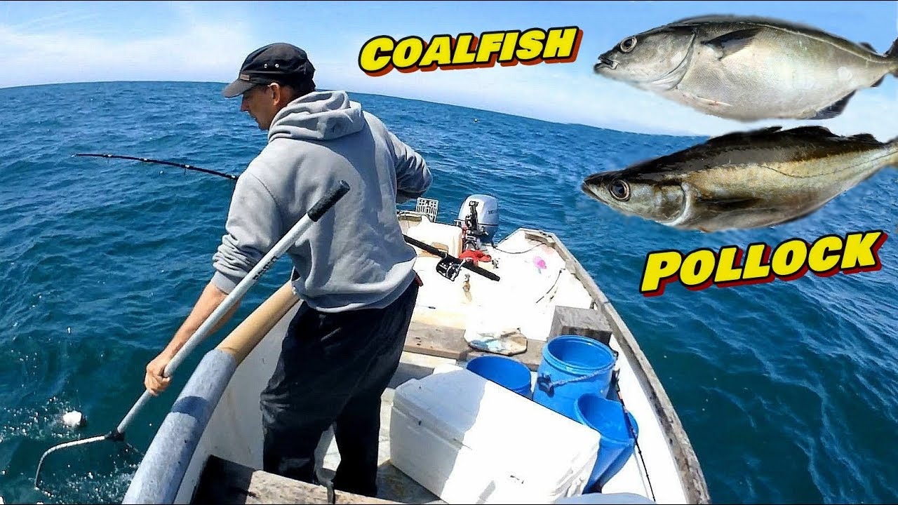 Coalfish Pollock Identification & Pollock Fishing