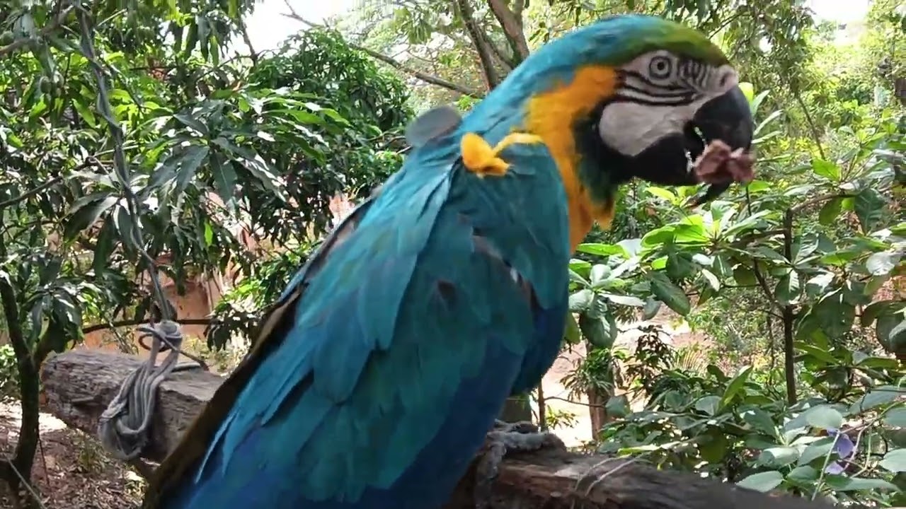 Loro bien por su hueso