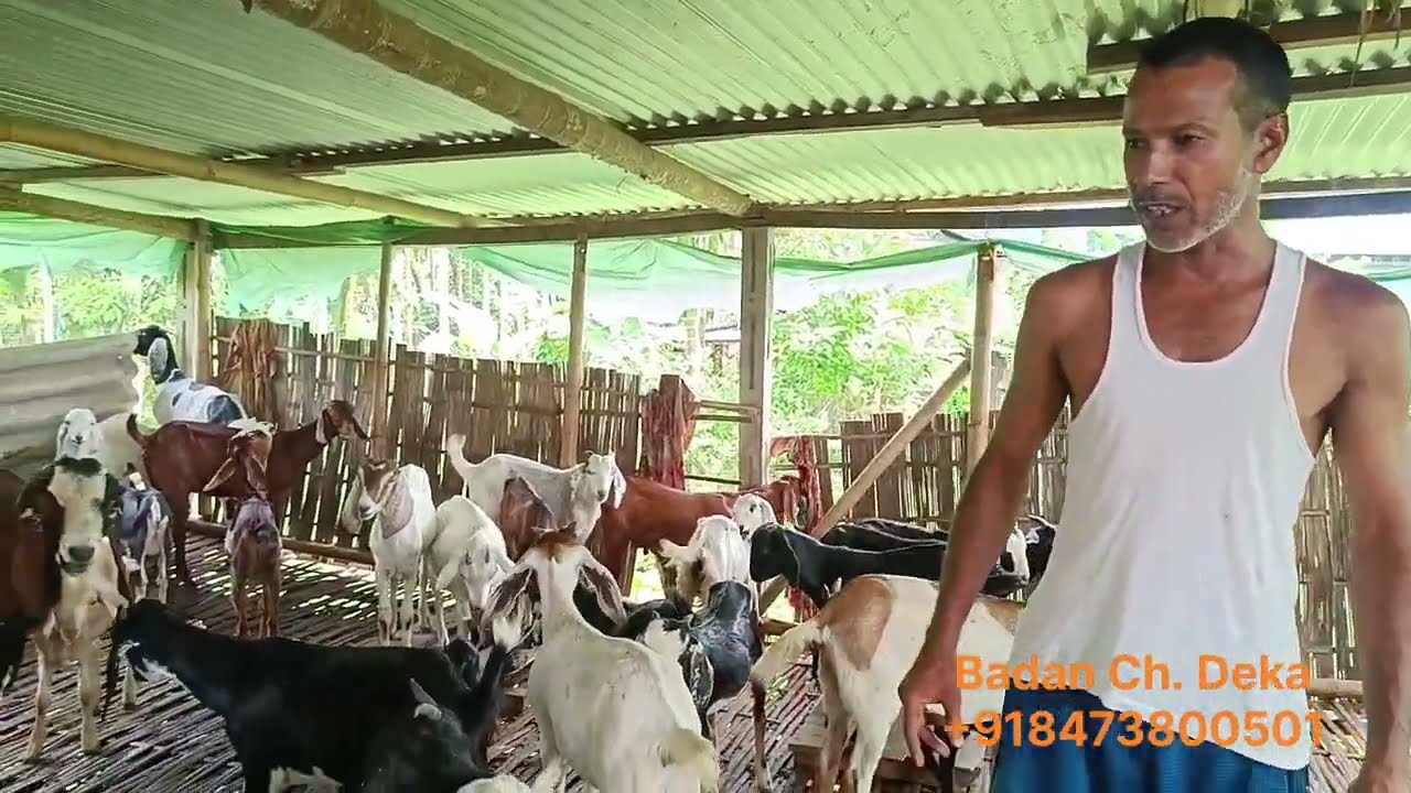 ৫ বছৰৰ অভিজ্ঞতাৰে অসমৰ এজন সফল ছাগলী পালক । এখন উন্নত প্ৰজাতিৰ ছাগলীৰ ফাৰ্ম | @sjgoatfarmassam 