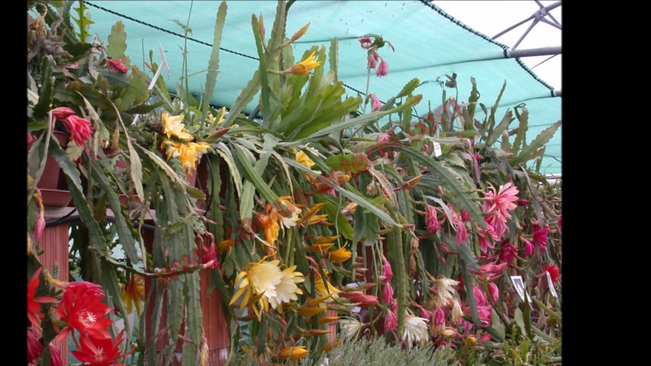 Epiphyllum