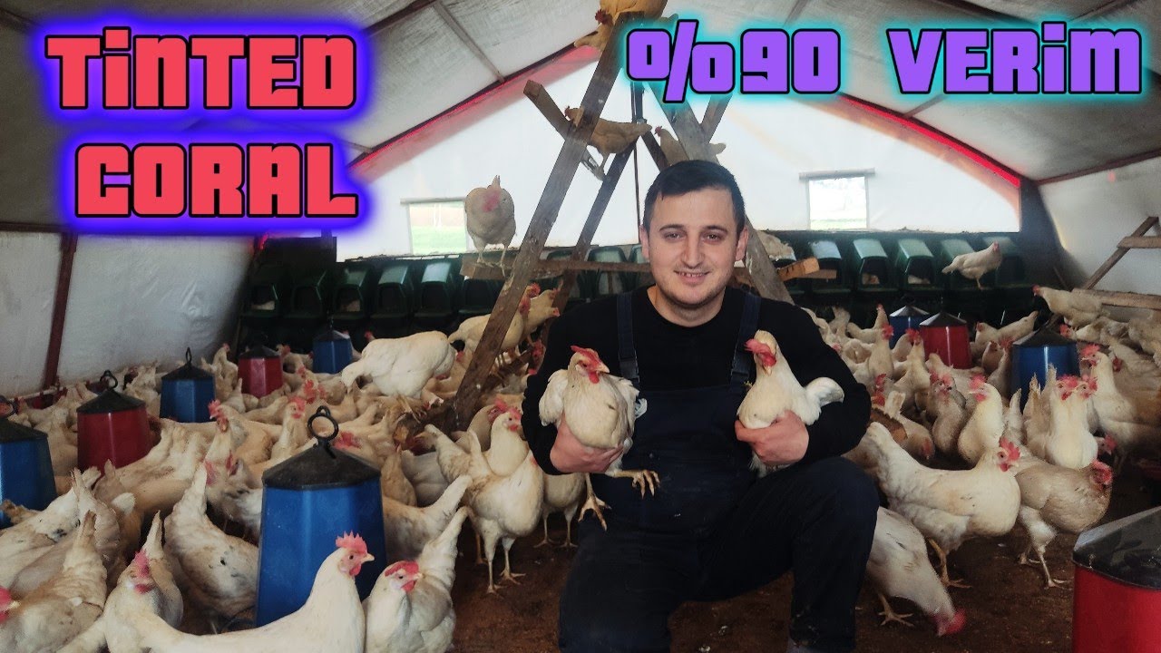 376 TAVUK NE KAZANDIRIYOR! TİNDET CORAL HAKKINDA MERAK EDİLENLER #tavuk #yumurta #keşfet #fyp