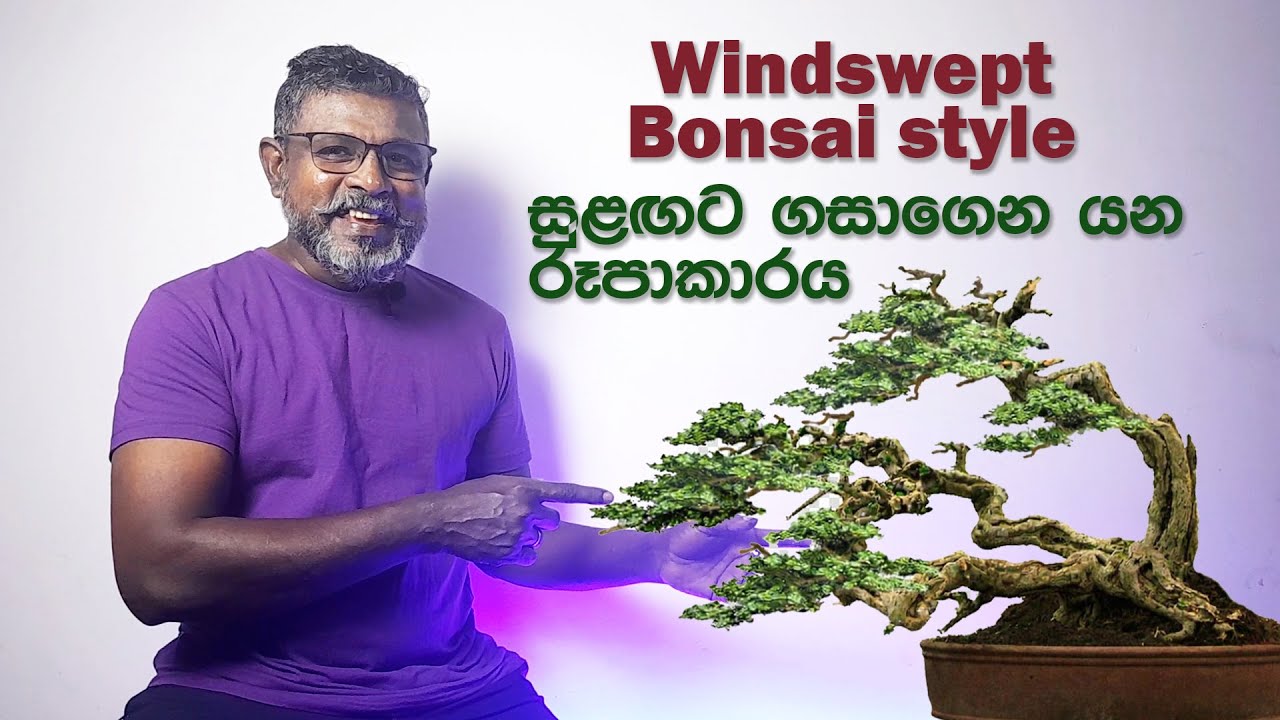 windswept Style Bonsai / සුළdswept Style Bonsai / සුළඟට ගසාගෙන යන රූපාකාරය          #bonsaisrilanka