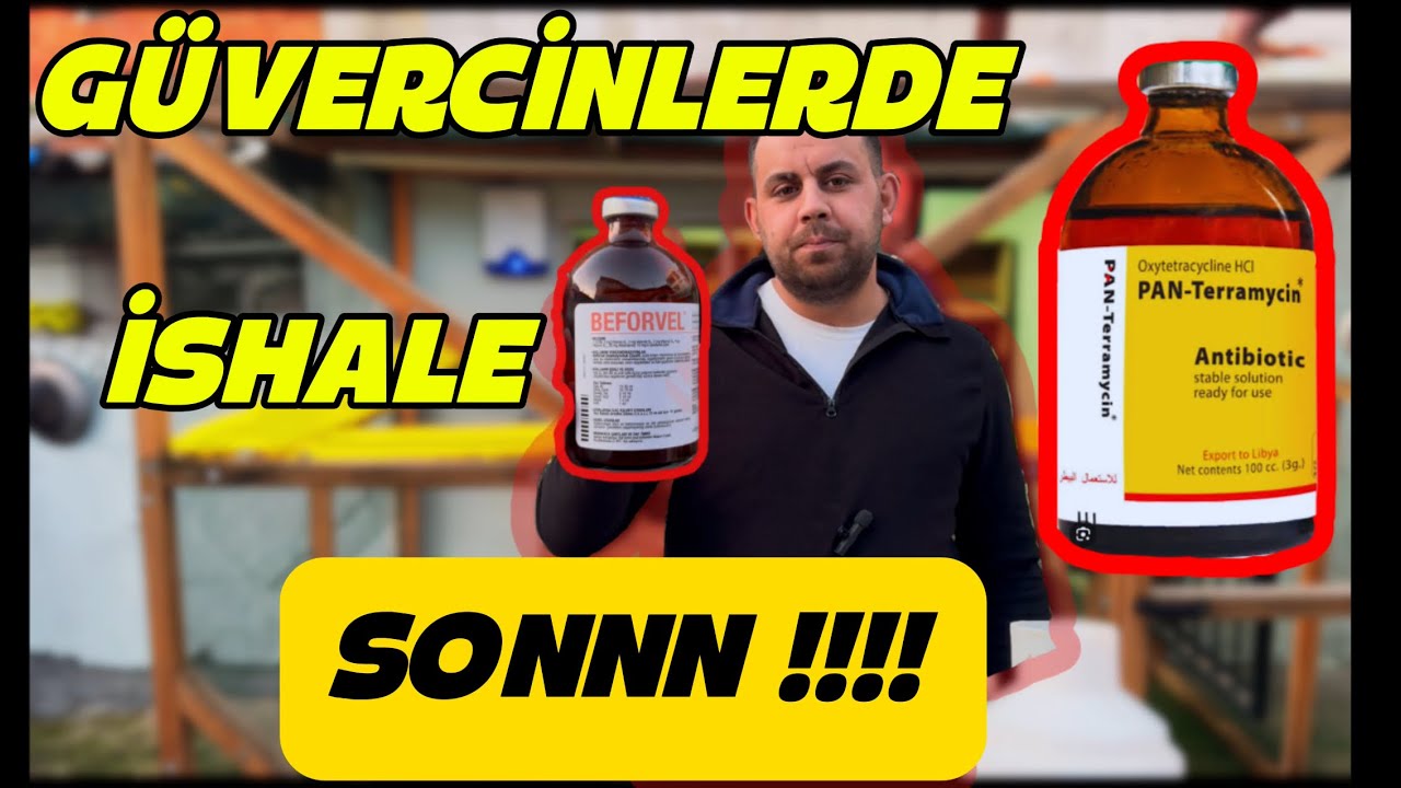 GÜVERCİNLERDE İSHAL VE KURUTMAYA SON /pantaremicin#güvercin #taklacıgüvercin