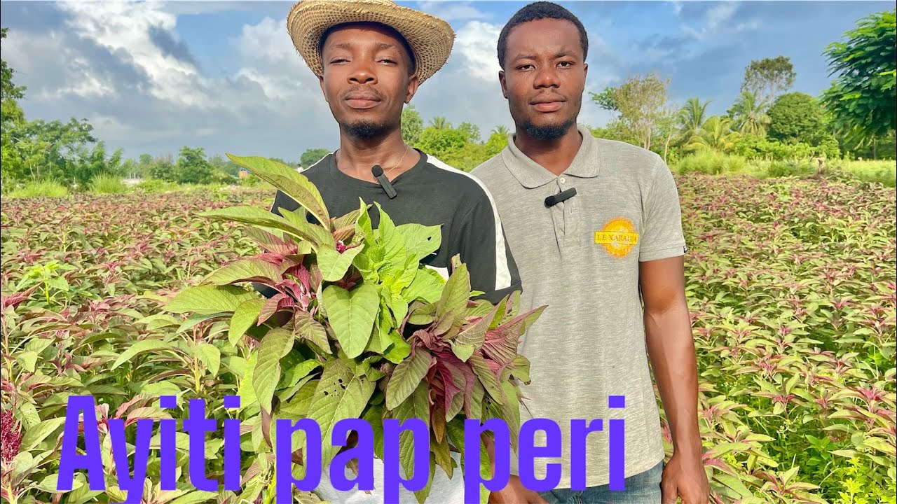 Men valè lajan Wendy fè pandan yon mwa  nan yon Jaden épinard .