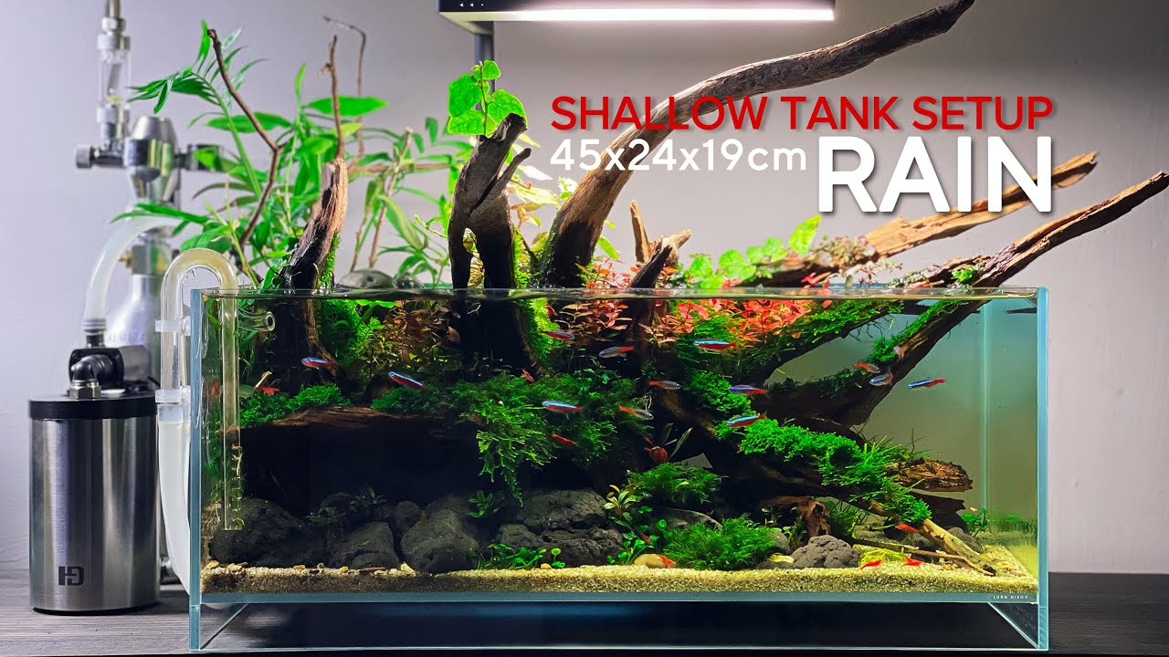 SHALLOW TANK SETUP - Tạo một Hồ Thuỷ Sinh khung cảnh Suối Mùa Mưa.
