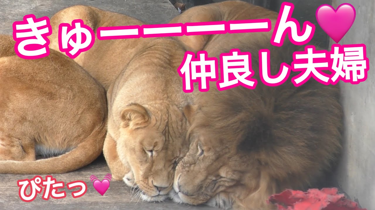 《旭山ライオン＆トラ》朝からラブキュン夫婦に雪が溶ける。オリトイオ＆ザリアファミリーvol705.Snow melts for the lovey-dovey Lion couple.tiger