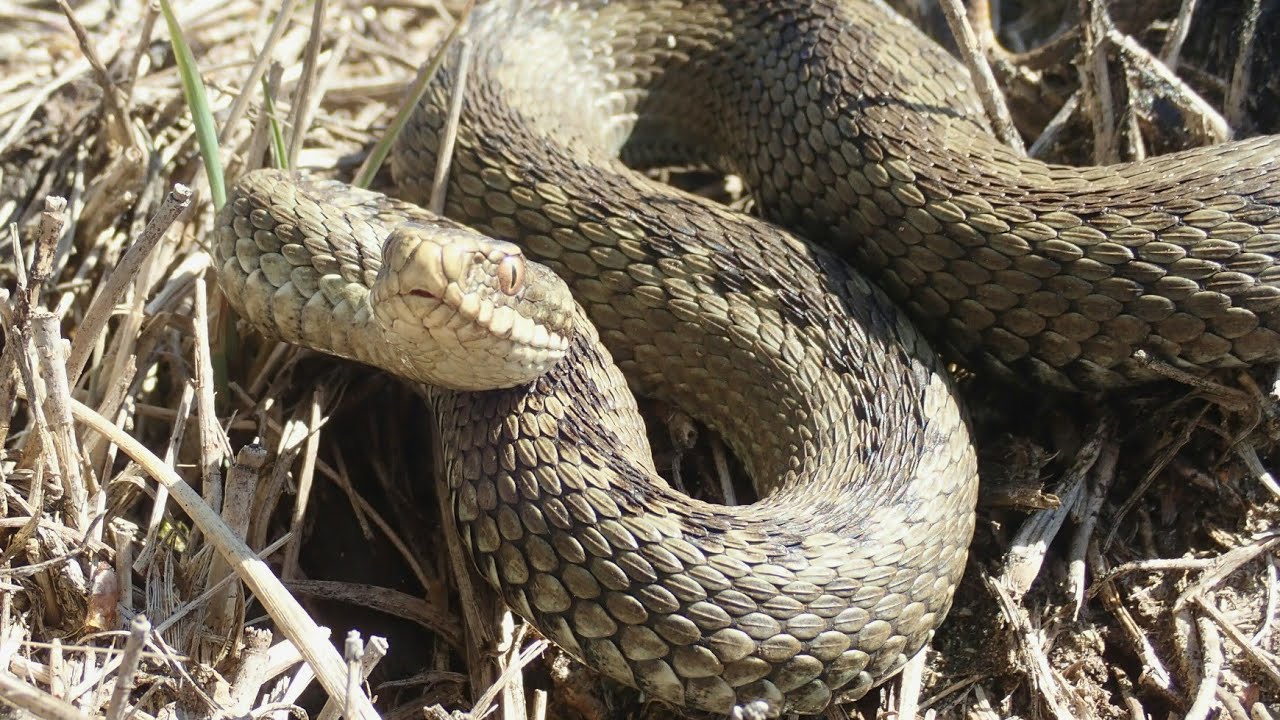 Adder/Common European viper (Vipera berus)