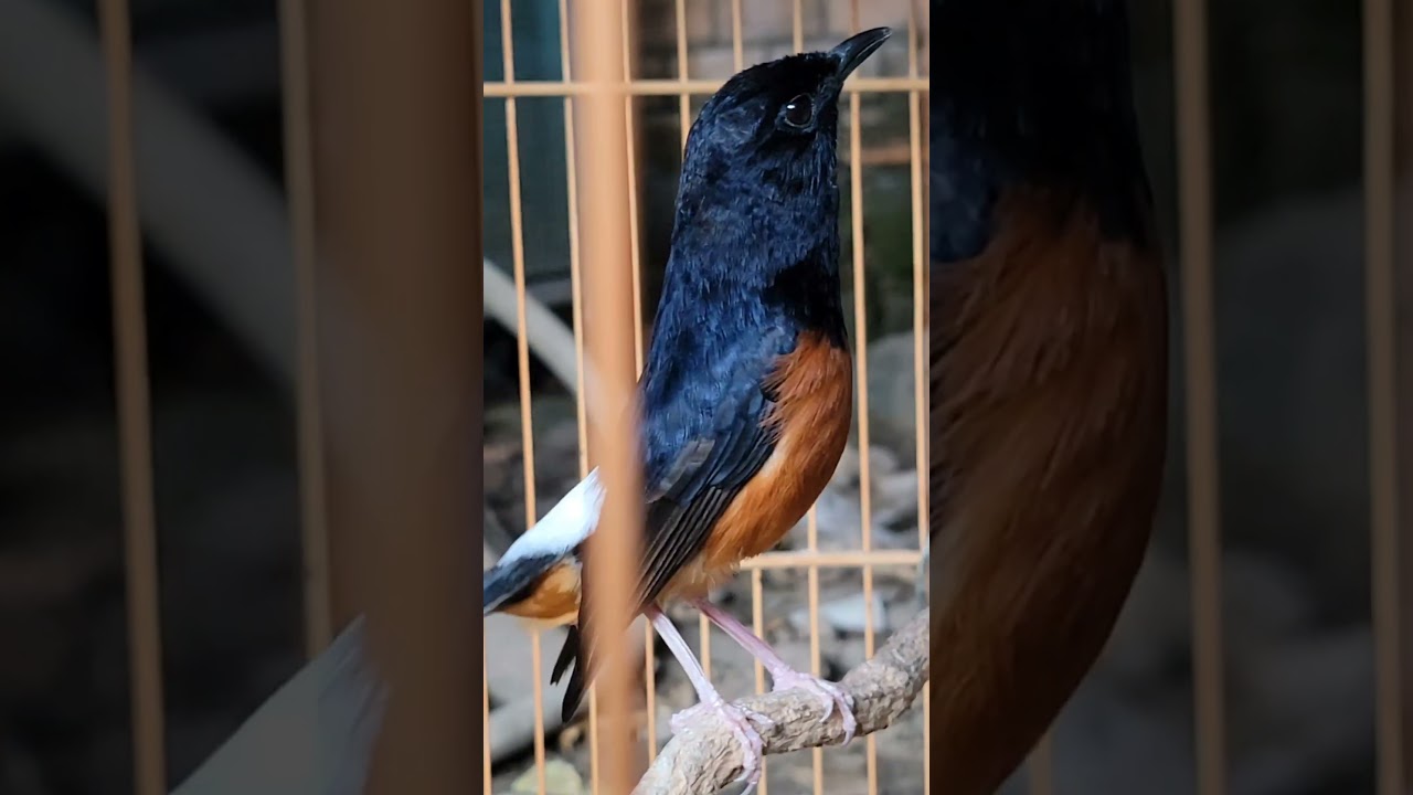 ch&iacute;ch ch&ograve;e lửa mồi - murai batu borneo gacor #tuấn #baychim #bẫychim #choelua