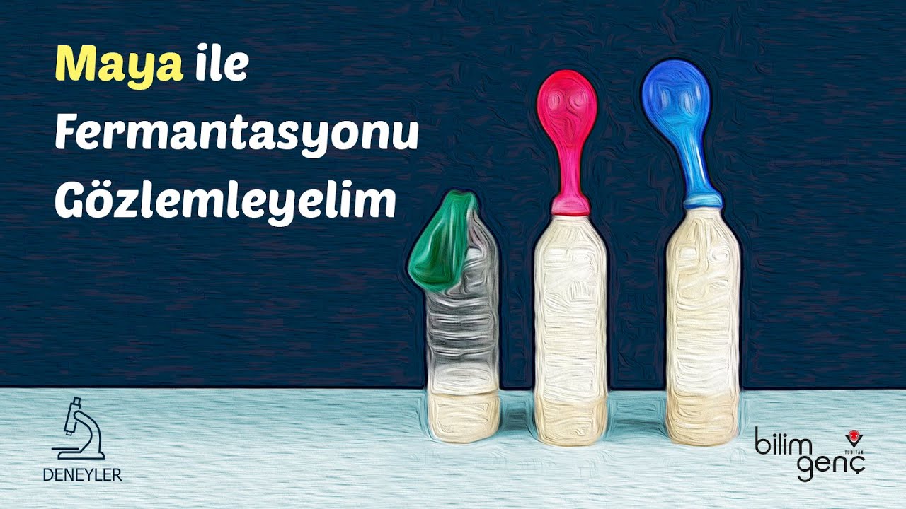 Maya ile Fermantasyonu Gözlemleyelim