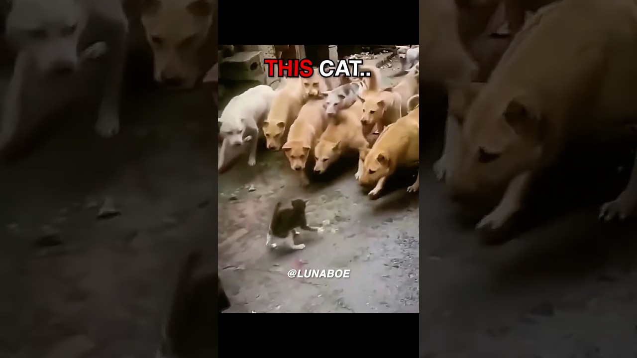 other Dogs Bullying Cats vs&hellip; 💀 #shorts