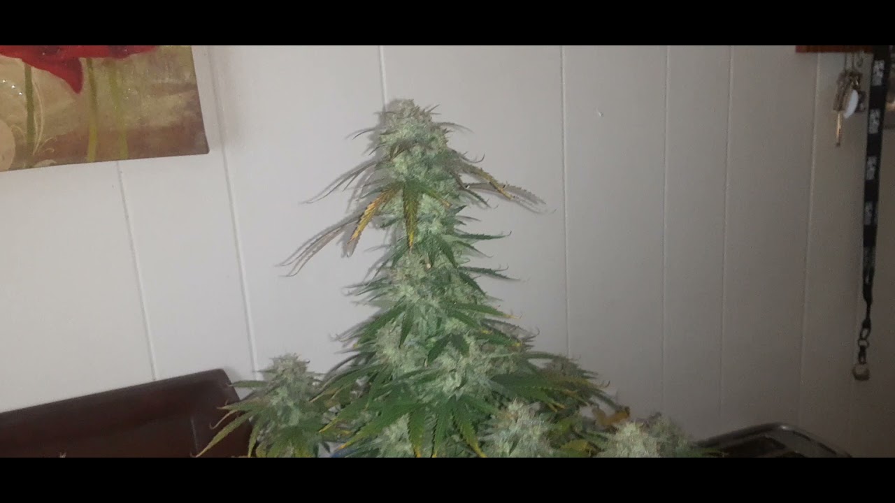 O.G. Kush Auto Harvest in day 70