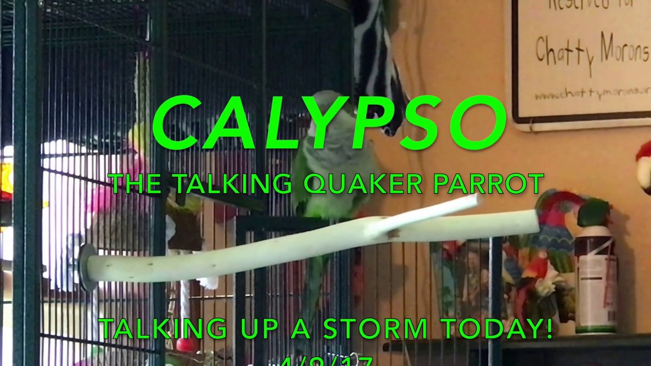 Calypso, The Talking Quaker Parrot.