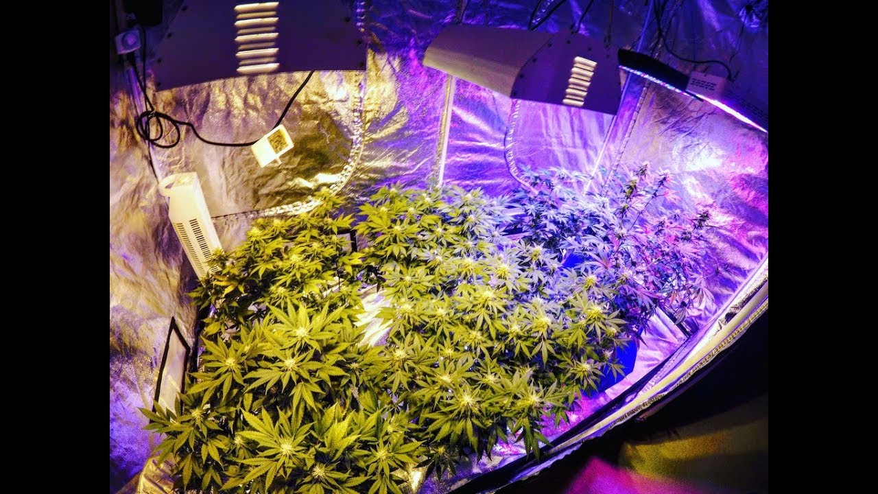 30 days deep in the flower zone of the cannabis