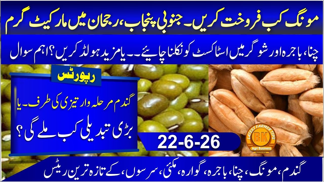 Moong Market Crash or Opportunity? | Wheat price pakistan | Chana, Bajra & Maize Price Forecast 2026