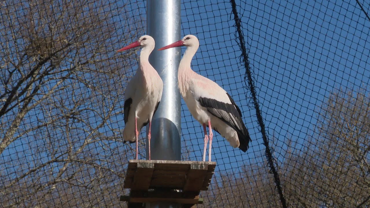 Coronavirus et confinement : les inquiétudes du parc animalier de Gramat dans le Lot