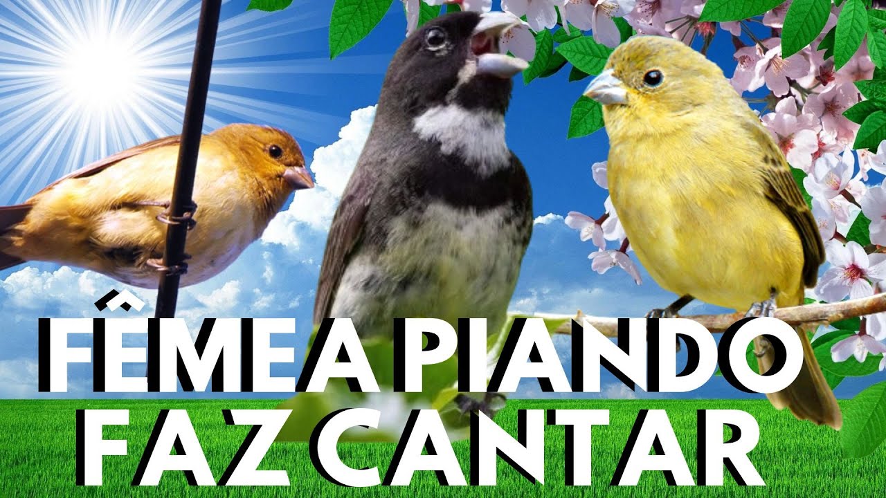 O MELHOR Piado de Fêmea de coleiro para esquentar coleiro Frio ao MÁXIMO