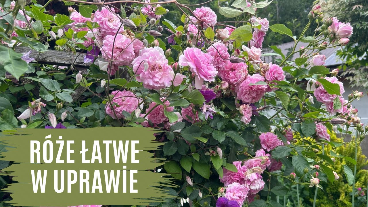 Róże 🌹, które wybaczają błędy w uprawie✂️🪏.