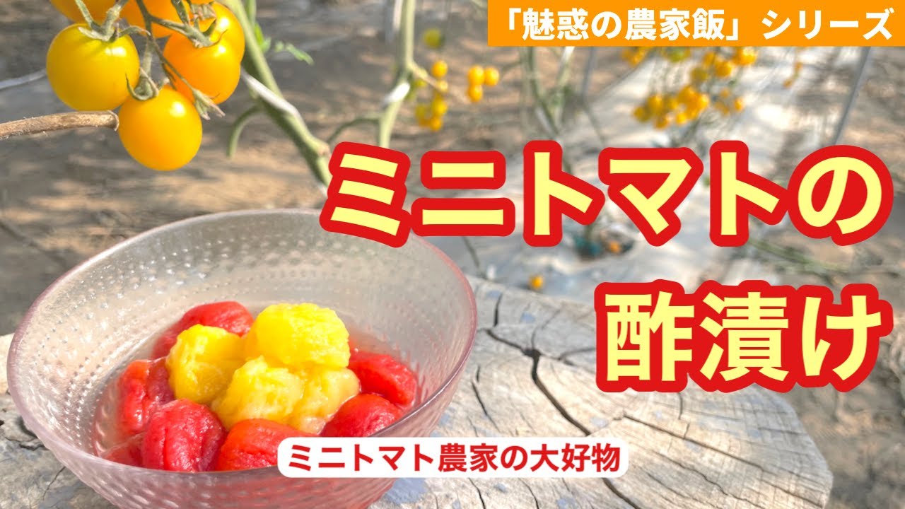 【魅惑の農家飯】ミニトマト農家が今年食べまくった酢漬けレシピ