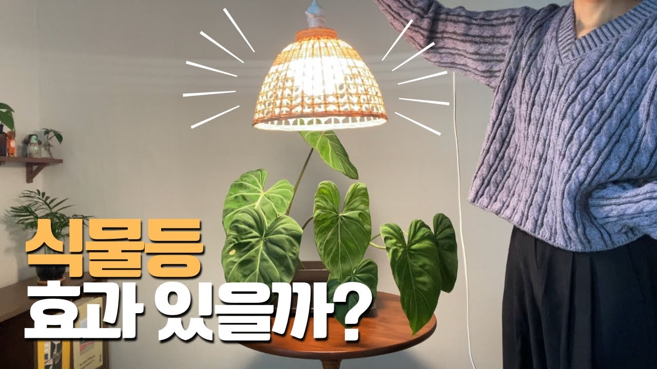 식물등 효과 있을까? 1년 동안 사용해보니..
