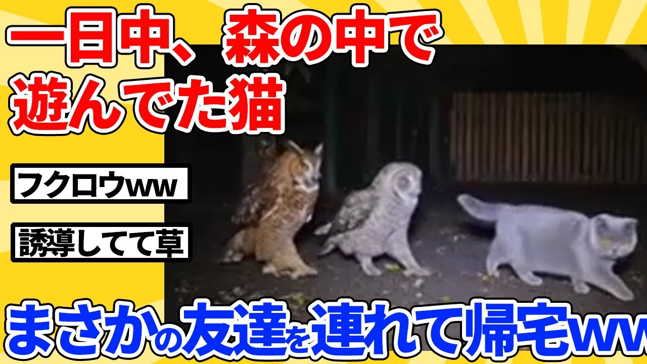 【2ch動物スレ】森で遊んでた猫がまさかの友達を連れてきたｗｗｗｗｗ