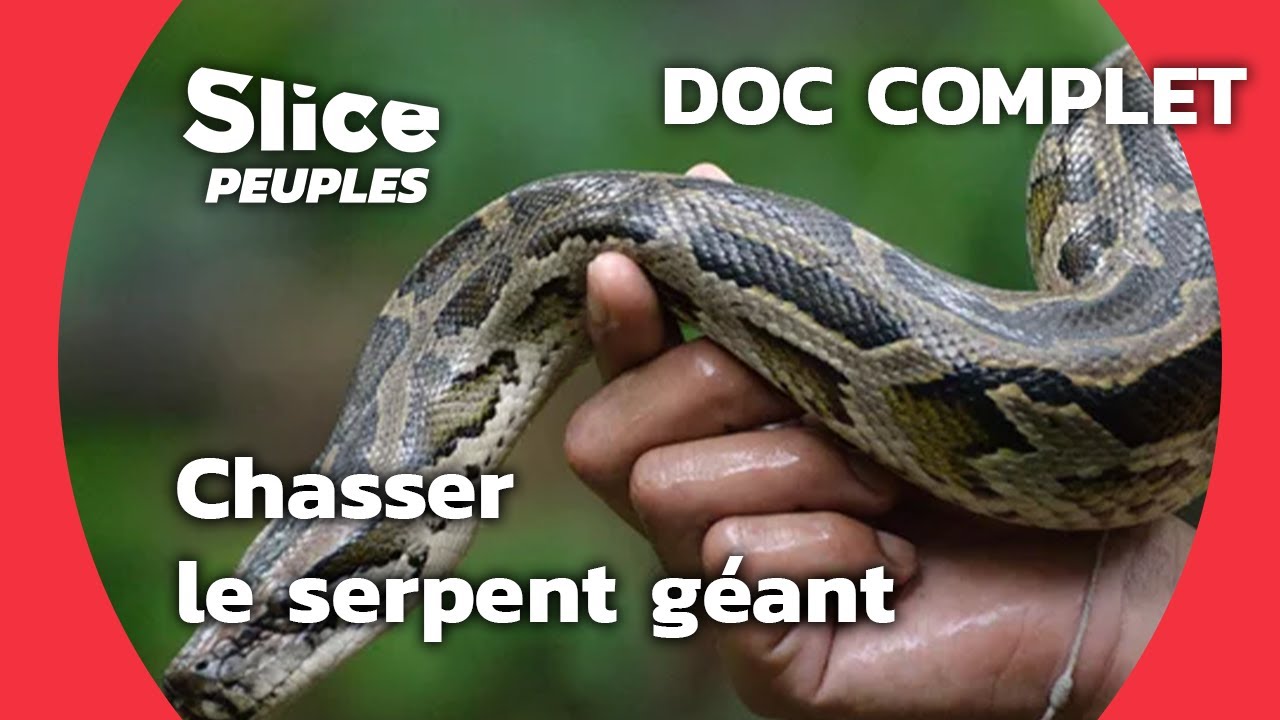 Chasser le serpent géant | SLICE PEUPLES | Documentaire complet