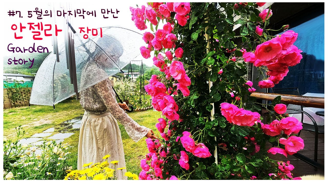 #7. 안젤라장미ㅣ독일장미ㅣ장미포푸리 만들기ㅣ웨딩찔레