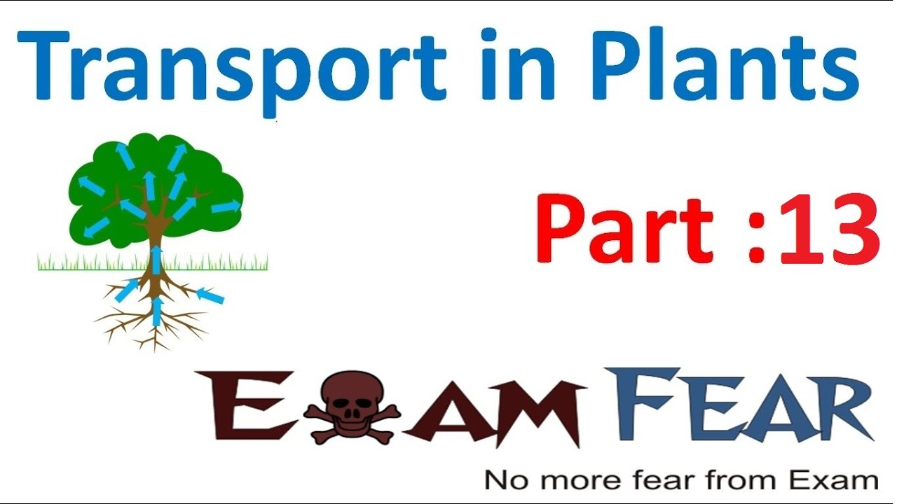 Biology Transport in Plants part 13 (Xylem transport: Apoplast, symplast pathway) CBSE class 11 XI