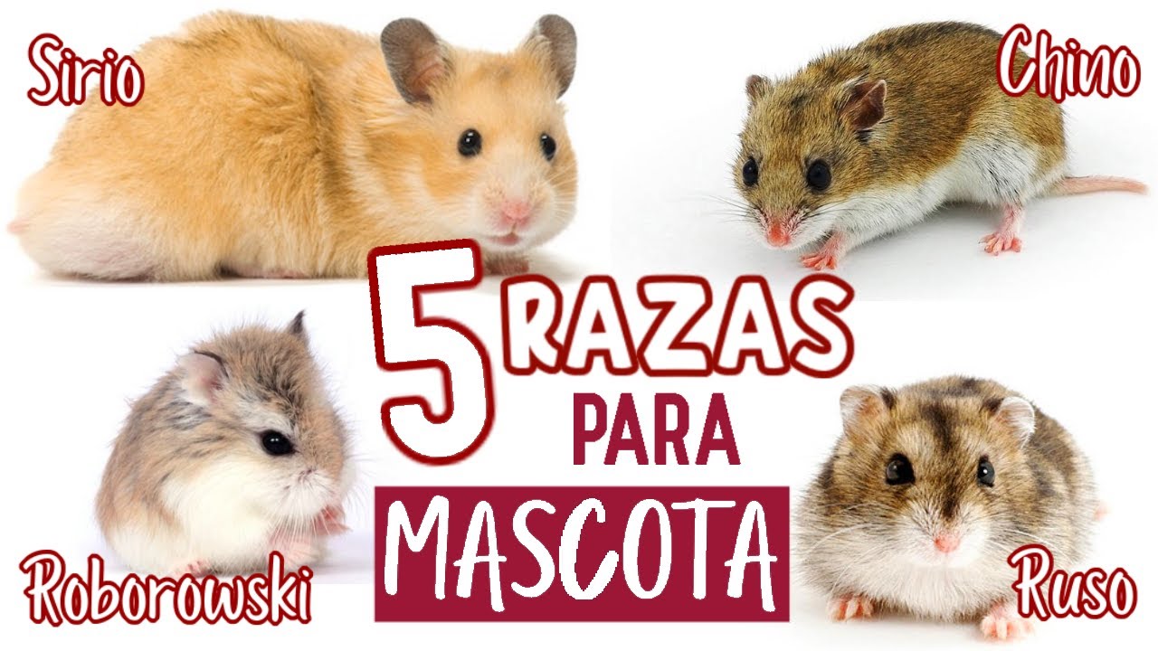 TIPOS de HAMSTER - CUAL HAMSTER NO MUERDE 🐹❤
