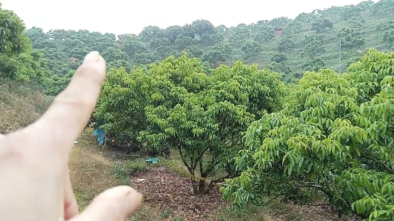 Thăm vườn của em triệu tỷ phú thôn hả.vừờn vẫn ngủ