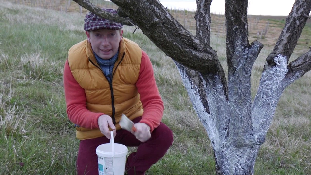 Comment badigeonner les arbres fruitiers ?