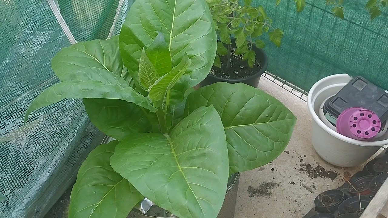 chocolate shunk XXL 00 Seeds Bank ( compensan las autos ?)