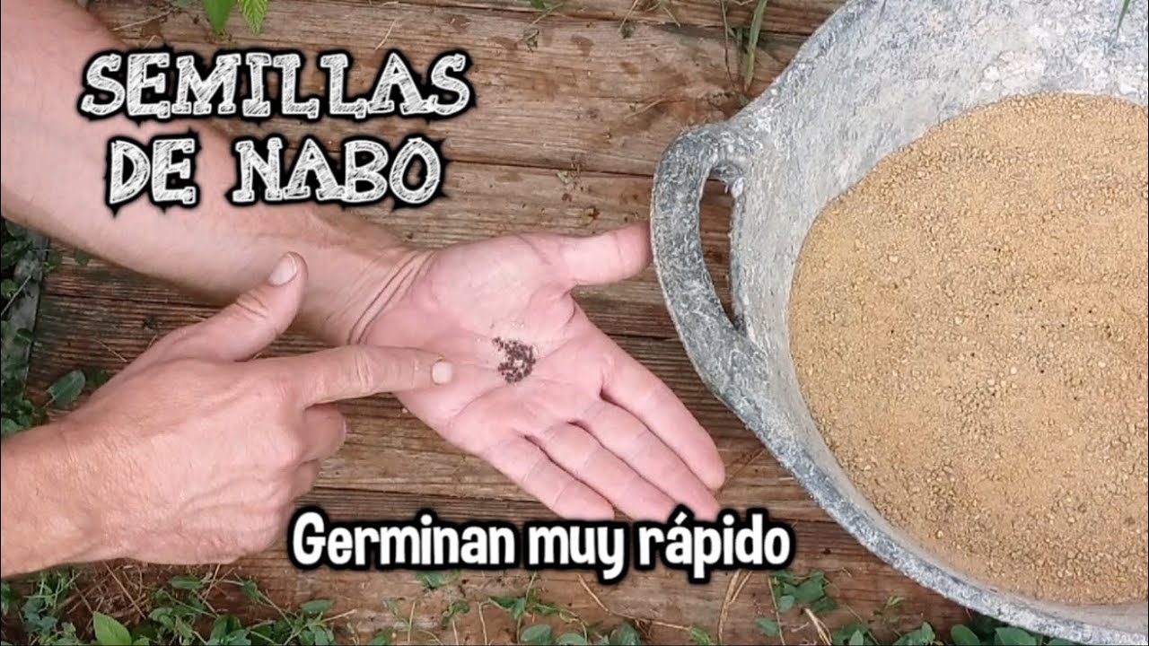 Sembrando NABOS a voleo. Huerto saludable.
