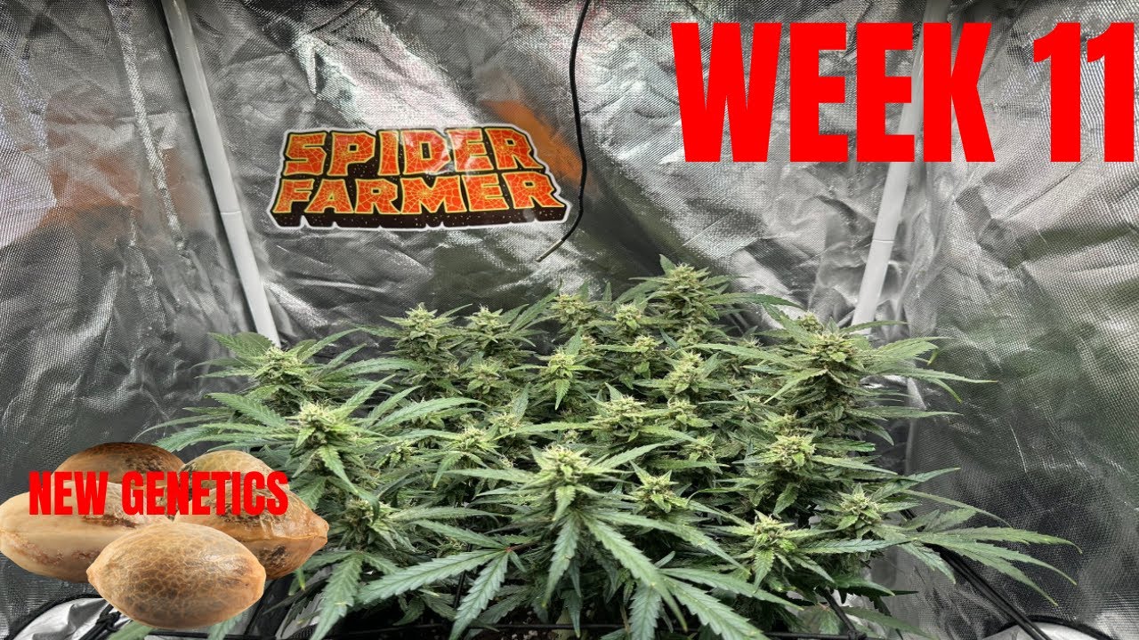 Green Crack Autoflower Week 11 🌱 What I&rsquo;m Growing Next Will Surprise You